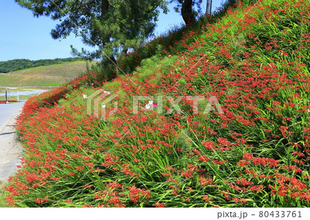 びわこ箱館山　夏のイベント 80433761