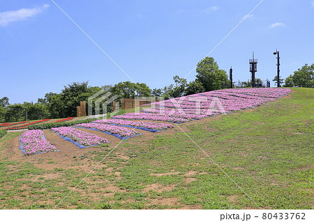 びわこ箱館山　夏のイベント 80433762