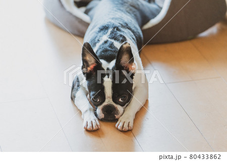 眠そうなボストンテリア 80433862