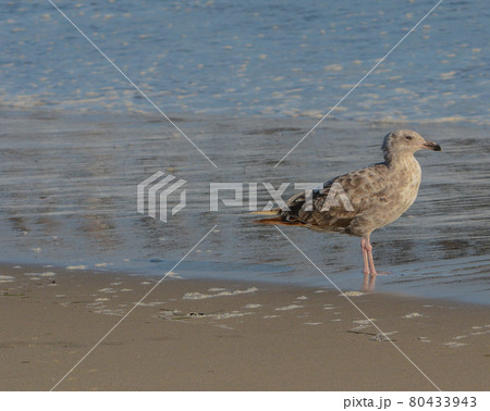A Seagull relaxing on the San Buenaventura State beach, Ventura, Ventura County, California A Seagull relaxing on the San Buenaventura State beach, Ventura, Ventura County, California 80433943