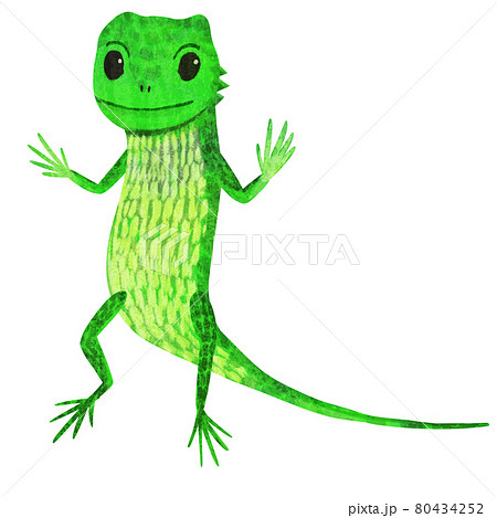 キノボリトカゲのイラスト 80434252
