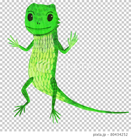 キノボリトカゲのイラスト 80434252