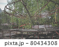 Old carousel in the ghost town of Pripyat. Abandoned city overgrown with trees 80434308