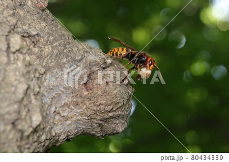 肉団子を丸めるモンスズメバチ 80434339
