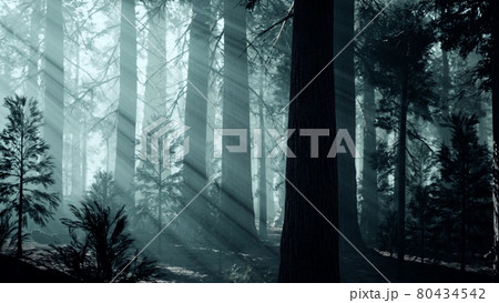black tree trunk in a dark pine tree forest black tree trunk in a dark pine tree forest 80434542
