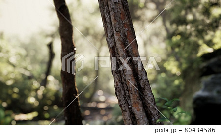 Foggy forest in early morning 80434586