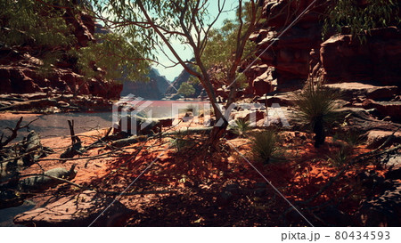 trees near Colorado River in Grand Canyon trees near Colorado River in Grand Canyon 80434593