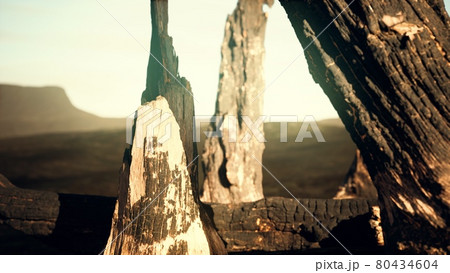 logs and trunks after the forest fire logs and trunks after the forest fire 80434604