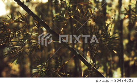 Green bamboo forest in Hawaii Green bamboo forest in Hawaii 80434605