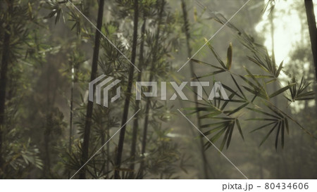 green bamboo forest with morning sunlight green bamboo forest with morning sunlight 80434606