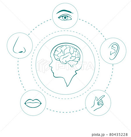 five senses five senses 80435228