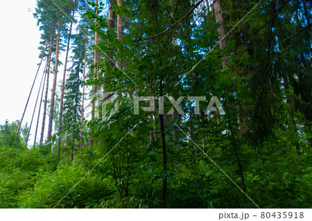Forest in summer in clear weather 80435918