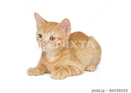 Small red kitten of 3 months Small red kitten of 3 months 80436059
