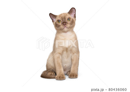 Beautiful young kitten of the European Burmese 80436060