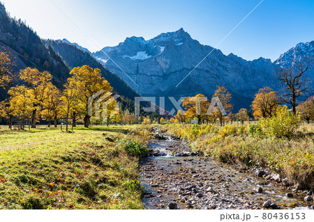 maple trees at Ahornboden, Karwendel mountains, Tyrol, Austria 80436153
