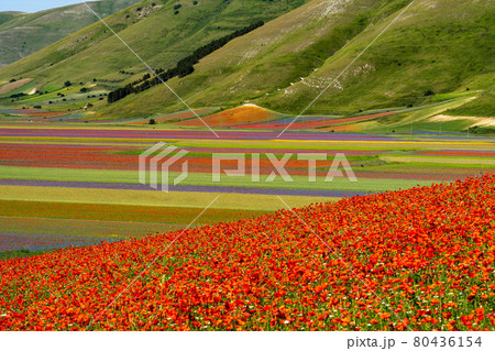 Lentil flowering with poppies and cornflowers in Castelluccio di Norcia, Italy Lentil flowering with poppies and cornflowers in Castelluccio di Norcia, Italy 80436154