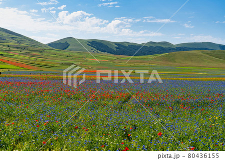 Lentil flowering with poppies and cornflowers in Castelluccio di Norcia, Italy Lentil flowering with poppies and cornflowers in Castelluccio di Norcia, Italy 80436155