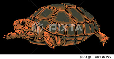 Cartoon vector on black background turtle. vector Cartoon vector on black background turtle. vector 80436495