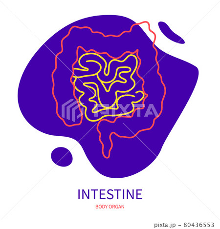 Large and small intestine body organ outline icon 80436553
