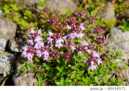イブキジャコウソウの花 イブキジャコウソウの花 80436571
