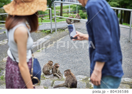 動物園デートで猿をスマホで撮影する若いカップル(撮影協力「高崎山自然動物園」) 動物園デートで猿をスマホで撮影する若いカップル(撮影協力「高崎山自然動物園」) 80436586