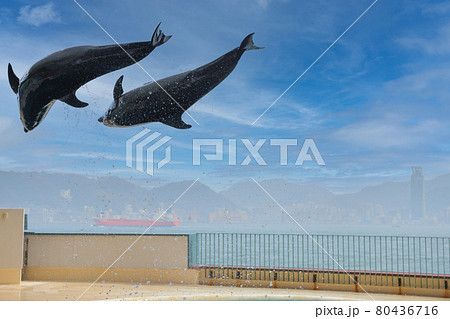 宙を舞うイルカジャンプ 山口県下関市海響館の写真素材