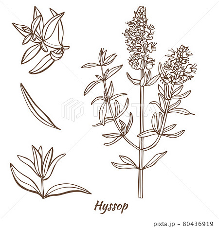 Hyssop Plant and Leaves in Hand Drawn Style 80436919