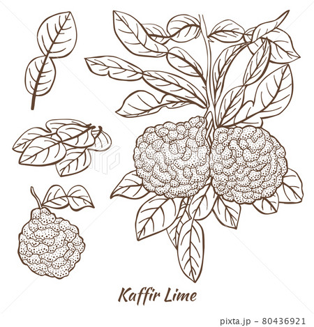 Kaffir Lime Fruits and Leaves in Hand Drawn Style Kaffir Lime Fruits and Leaves in Hand Drawn Style 80436921