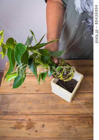 A woman transplants an anthurium flower into a square flower pot. Floriculture, 80436994