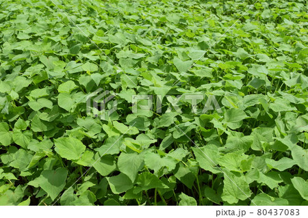蕎麦の芽吹き 蕎麦の芽吹き 80437083