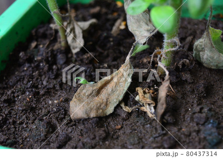 夏休み持ち帰り植物 80437314