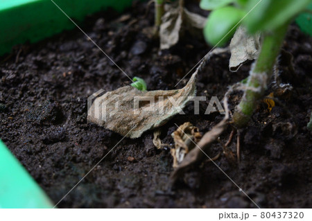 夏休み持ち帰り植物 夏休み持ち帰り植物 80437320