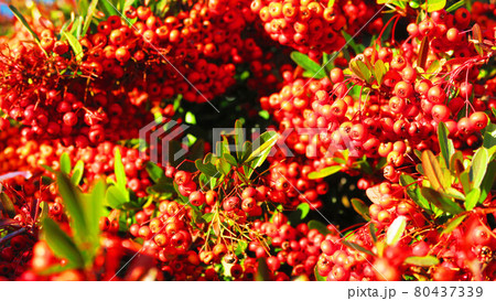 トキワサンザシの実の風景 80437339