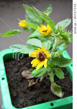 夏休み持ち帰り植物 夏休み持ち帰り植物 80437358