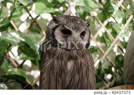 フクロウのペットとして人気のあるアフリカオオコノハズク 80437375