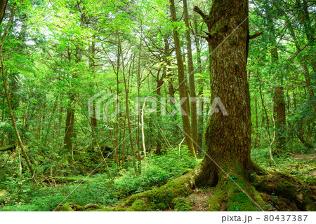 青木ヶ原樹海の木々と木漏れ日 80437387