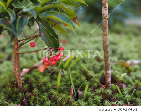 南天の実と苔が広がる日本庭園 80437401