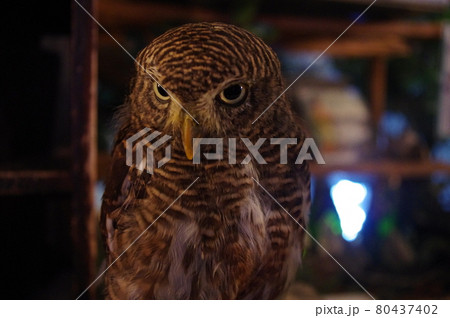 ペットとしても人気のあるコキンメフクロウ ペットとしても人気のあるコキンメフクロウ 80437402