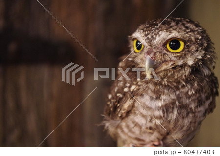 ペットとしても人気のあるコキンメフクロウ ペットとしても人気のあるコキンメフクロウ 80437403