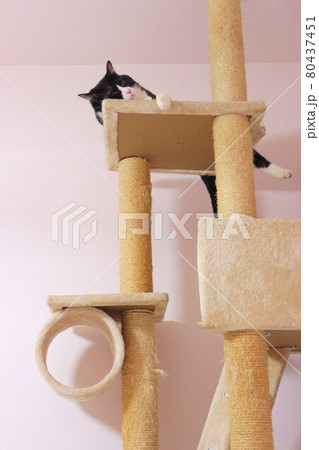 キャットタワーで寝そべる猫 キャットタワーで寝そべる猫 80437451