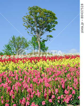 広大な花畑 広大な花畑 80437528