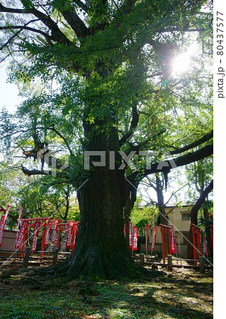 1990　鬼子母神のイチョウ 80437577