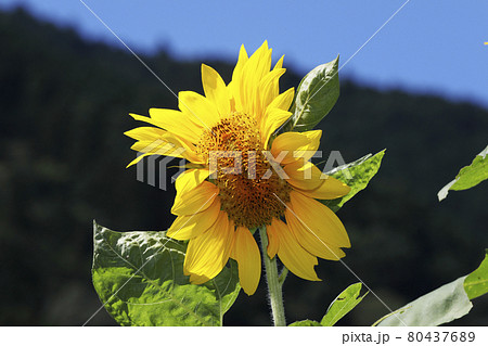 ヒマワリの花の帯化 ヒマワリの花の帯化 80437689