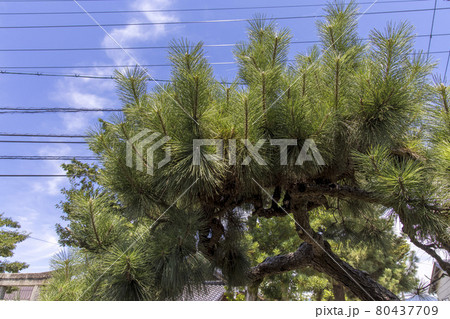 新芽が伸び放題の松の木 80437709