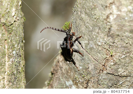 ノコギリカミキリ ノコギリカミキリ 80437754