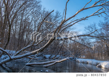 釧路川源流　カヌー行 80437850