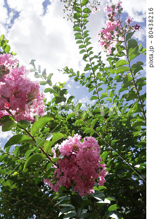 夏空へと向かって咲くサルスベリのピンクの花 夏空へと向かって咲くサルスベリのピンクの花 80438216