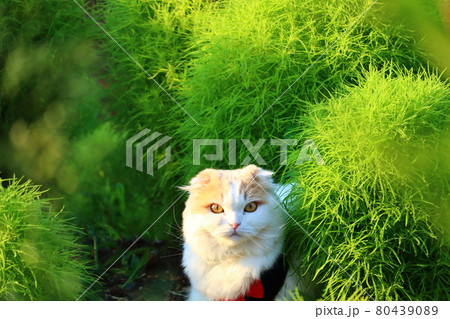 かっこいい猫 コキアのフレッシュなグリーンの写真素材