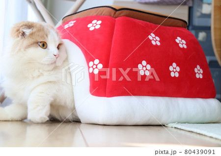 こたつで丸くなる猫　温かい 80439091