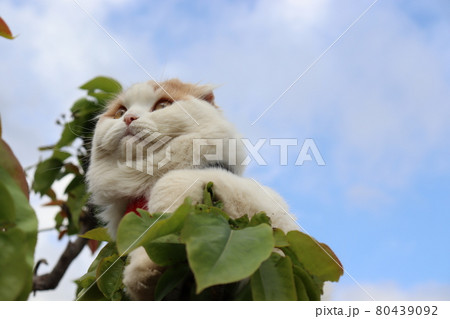 希望の眼差し 猫の顔 希望の眼差し 猫の顔 80439092